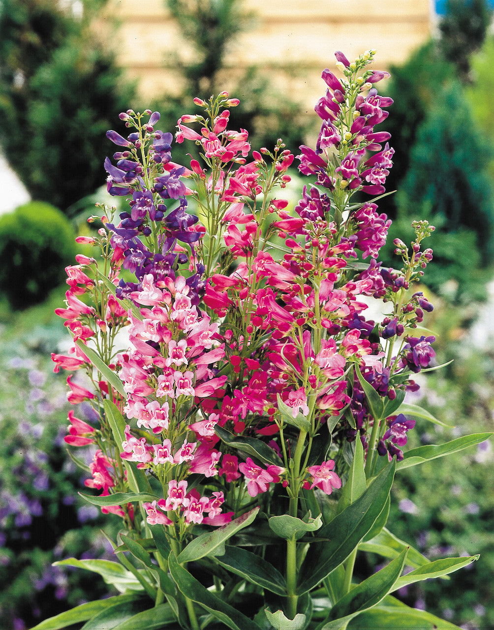 Mischung Penstemon Barbatus Blumensamen zur Aussaat – hochwertige Qualitäts- – Traditionssorte & ohne Gentechnik Samen Hausgarten