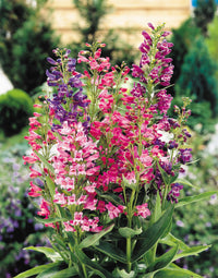 Mischung Penstemon Barbatus Blumensamen zur Aussaat – hochwertige Qualitäts- – Traditionssorte & ohne Gentechnik Samen Hausgarten