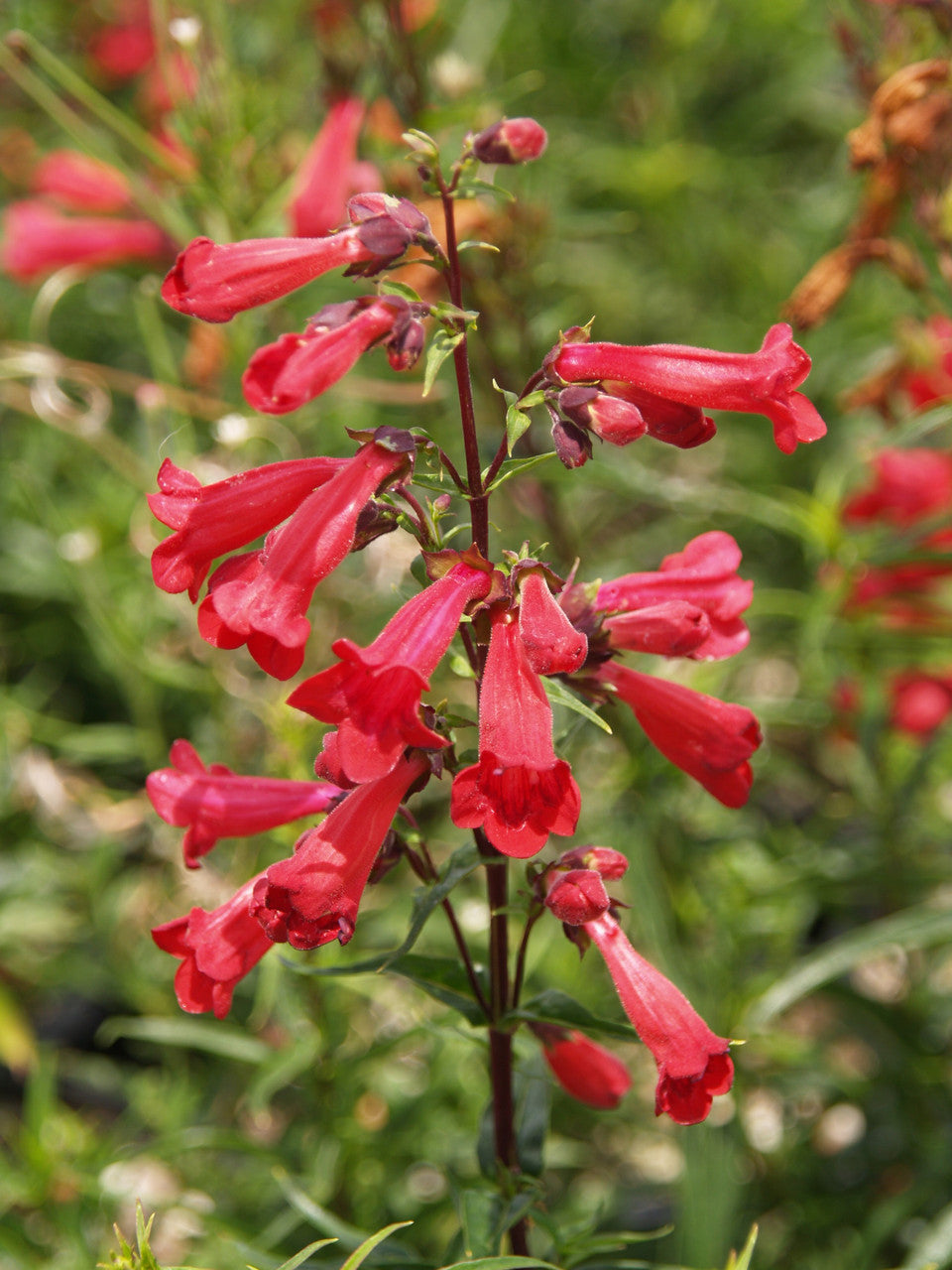 Penstemon Blumensamen zur Aussaat Anzucht Traditionssorte & ohne Gentechnik Samen Hausgarten