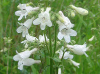 Weiß Penstemon Blumensamen zur Aussaat – Anzucht – Traditionssorte & ohne Gentechnik Samen Hausgarten