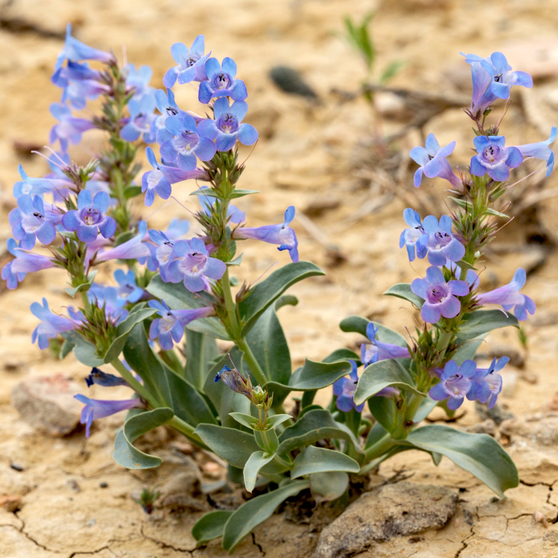 Lila Mexicali Sunburst Penstemon Samen – ideal zur Aussaat