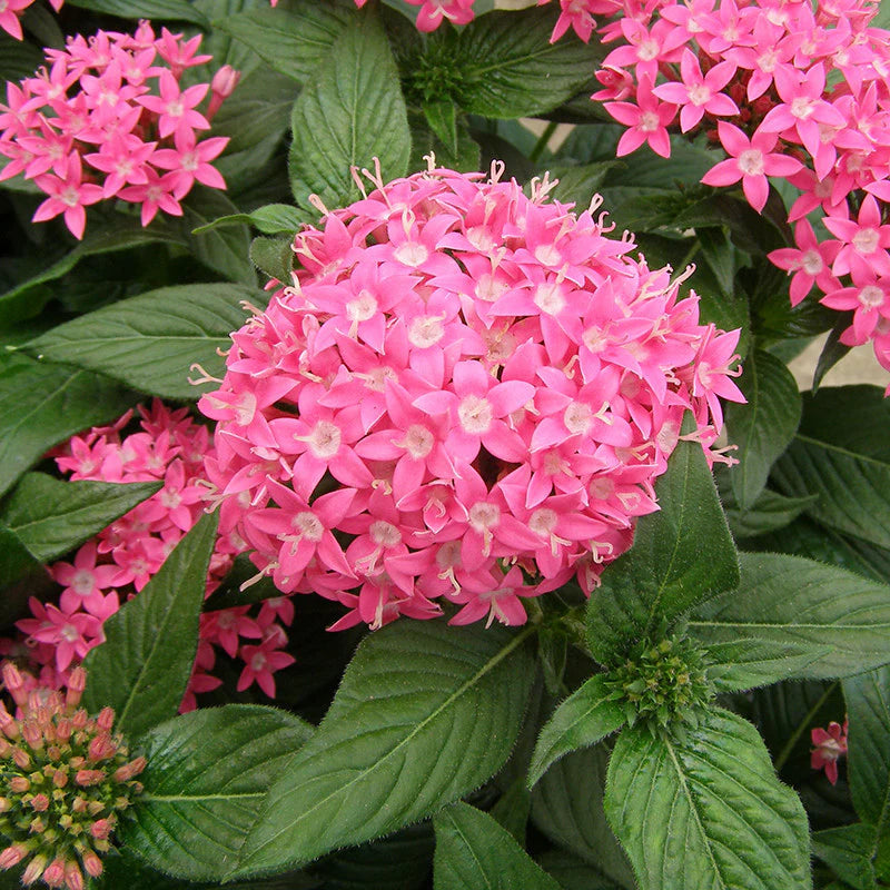 Semi di fiori di Pentas da seminare, colori vivaci, varietà tradizionale e senza OGM, semi per il giardino domestico