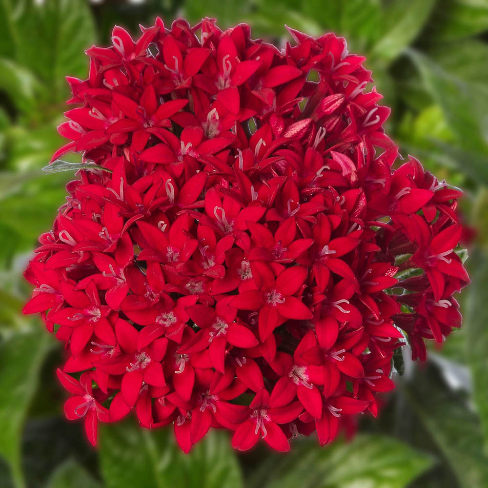 High germination rot pentas samen