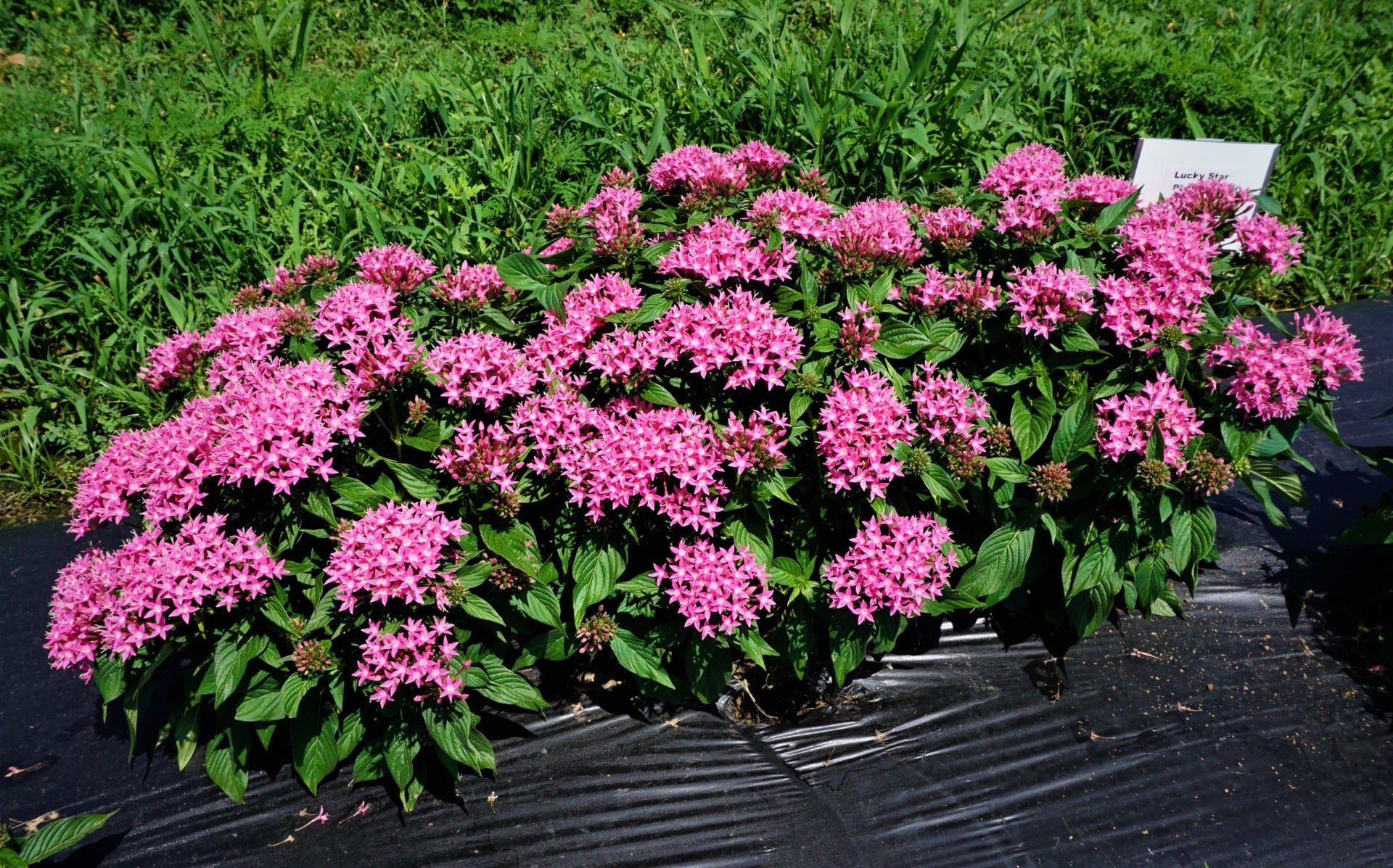 Rosa Pentas Blumensamen zur Aussaat – kompakt Wuchs – Traditionssorte & ohne Gentechnik Samen Hausgarten