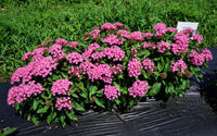 Rosa Pentas Blumensamen zur Aussaat – kompakt Wuchs – Traditionssorte & ohne Gentechnik Samen Hausgarten