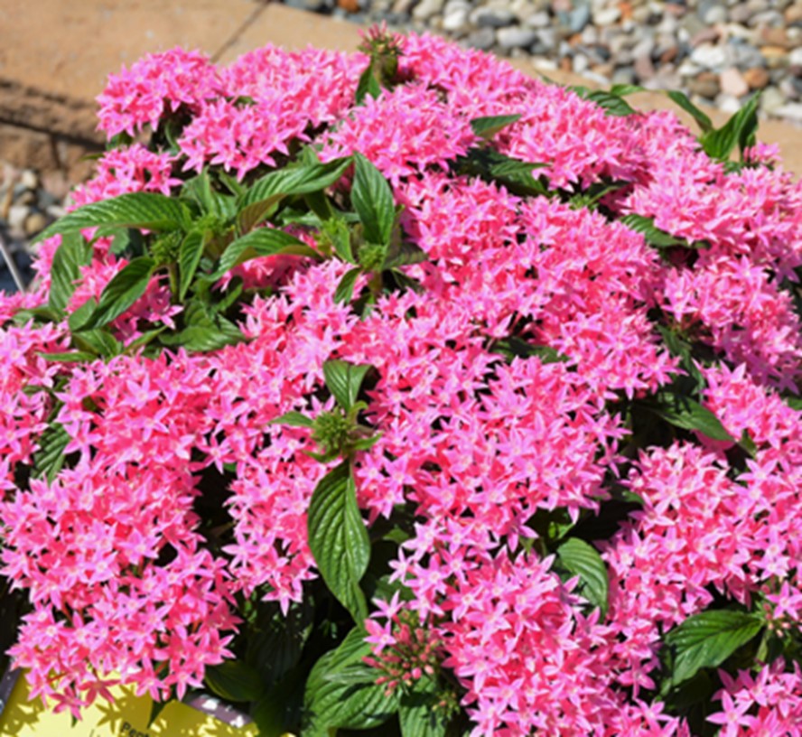 Rosa Pentas Blumensamen zur Aussaat – kompakt Wuchs – Traditionssorte & ohne Gentechnik Samen Hausgarten