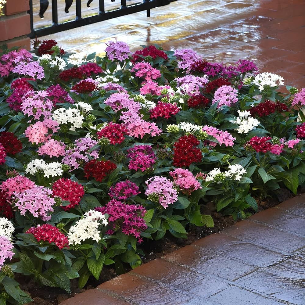 Mixed star pentas flowering samen for gardens