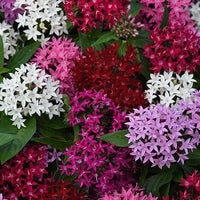 Ornamental mixed pentas samen for landscapes