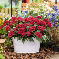 Ornamental rot pentas samen for landscapes