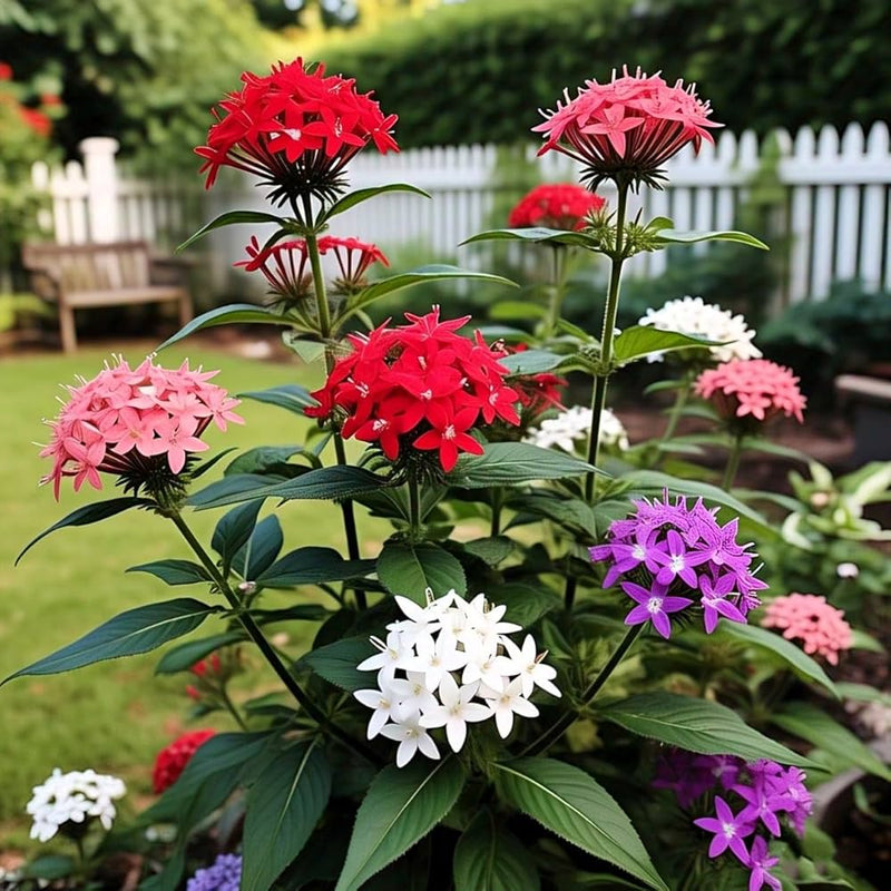 Mixed star pentas samen for anpflanzung