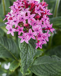 Pentas Lanceolata Blumensamen zur Aussaat – Schnitt Blume beliebt – Traditionssorte & ohne Gentechnik Samen Hausgarten