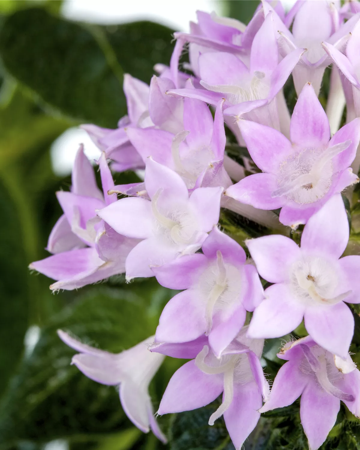 Pentas Lanceolata Blumensamen zur Aussaat – Schnitt Blume beliebt – Traditionssorte & ohne Gentechnik Samen Hausgarten