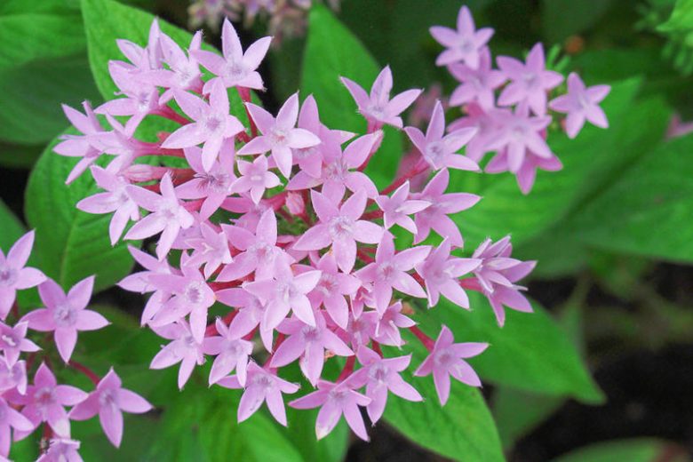 Penta Blumensamen zur Aussaat – duftend Blüten – Traditionssorte & ohne Gentechnik Samen Hausgarten