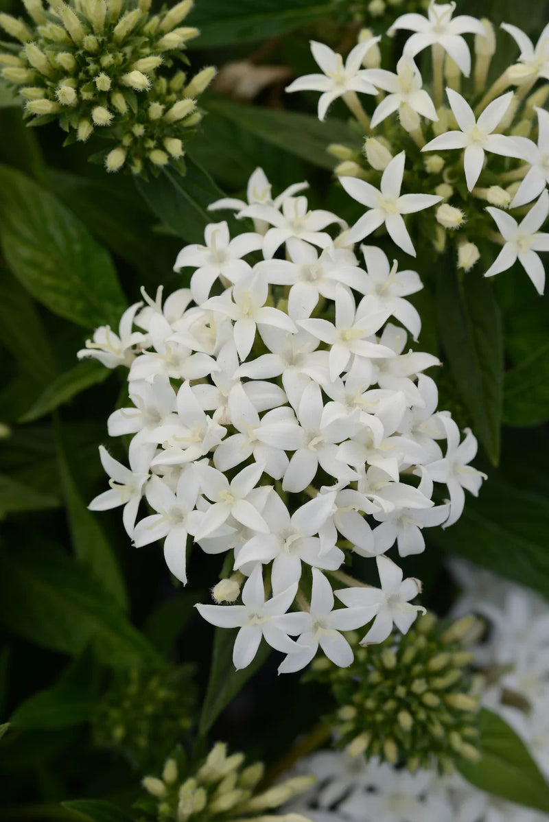 Semi di Pentas Starla bianco da seminare – fiori da giardino ravvivanti