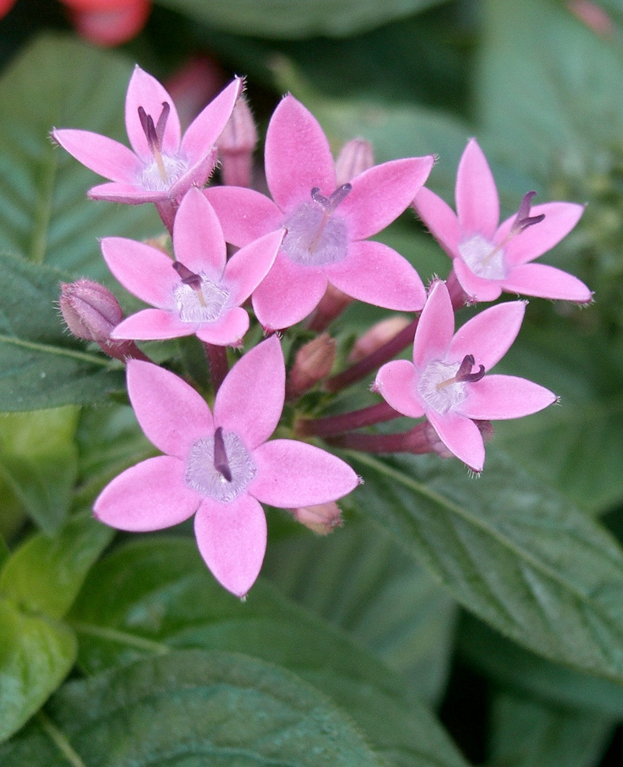 Penta Blumensamen zur Aussaat – duftend Blüten – Traditionssorte & ohne Gentechnik Samen Hausgarten