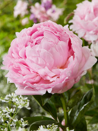 Rosa Paeonia Blumensamen zur Aussaat – leuchtend – Traditionssorte & ohne Gentechnik Samen Hausgarten