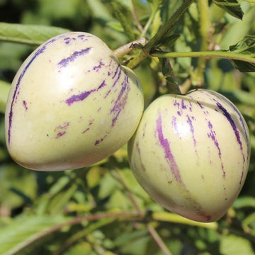 Weiß Lila Pepino Gemüse Samen zum Pflanzen
