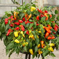 Mini Sweet Pepper Samen zum Pflanzen Capsicum Annuum mix home garden raised bed