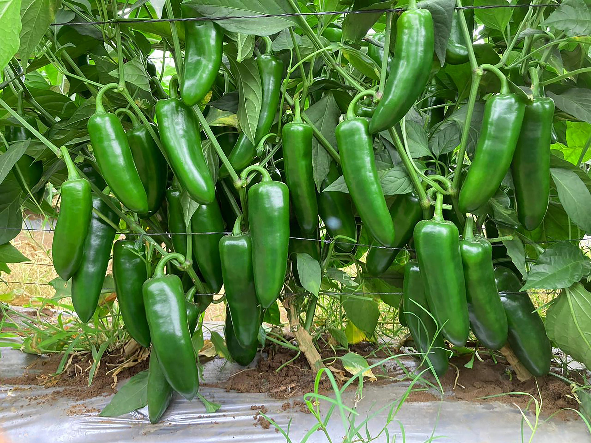 Jalapeno Pepper Samen for Gemüse Planting