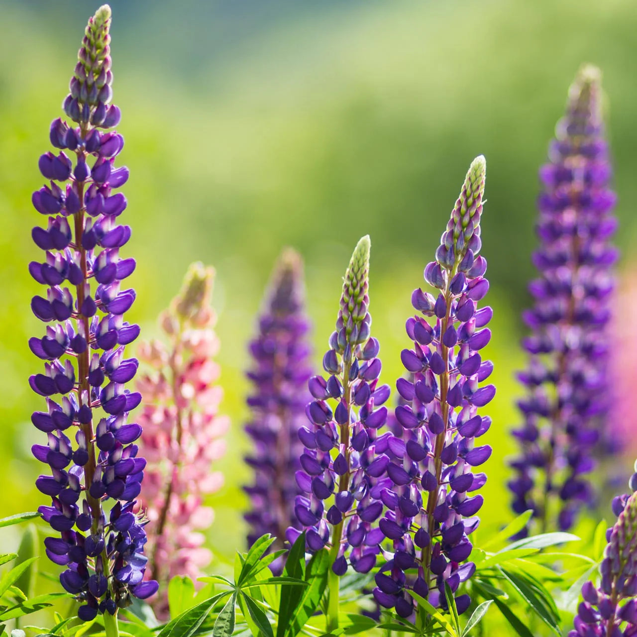 Russell Lupine Samen zur Aussaat Kollektion