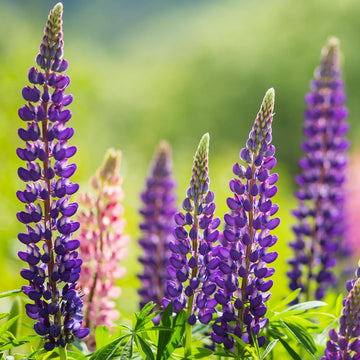 Russell Lupine Samen zur Aussaat Kollektion