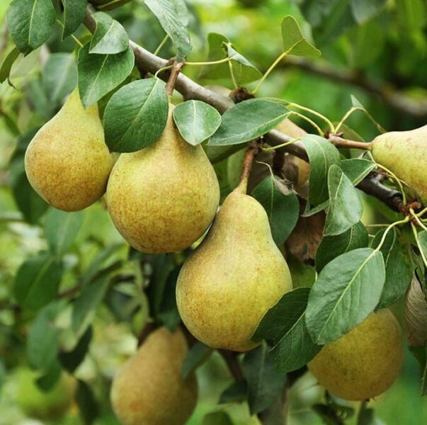 Pyrus communis Fruchtsamen für einfaches Anpflanzen