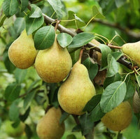 Pyrus communis Fruchtsamen für einfaches Anpflanzen