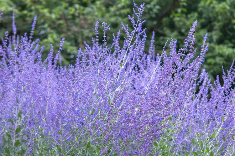 Russian Sage Blumensamen zur Aussaat – saisonal Dauerblüher – Traditionssorte & ohne Gentechnik Samen Hausgarten