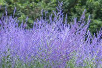 Russian Sage Blumensamen zur Aussaat – saisonal Dauerblüher – Traditionssorte & ohne Gentechnik Samen Hausgarten