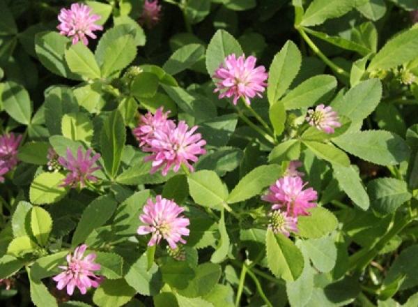Traditionssorte Persian Clover Blumensamen zur Aussaat robust Sorte Traditionssorte & ohne Gentechnik Samen Hausgarten