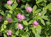 Traditionssorte Persian Clover Blumensamen zur Aussaat robust Sorte Traditionssorte & ohne Gentechnik Samen Hausgarten