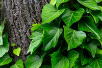 Ivy Blumensamen zur Aussaat – Wildblume Mischung – Traditionssorte & ohne Gentechnik Samen Hausgarten