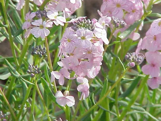 Rosa Weiß Stein Cress Blumensamen zur Aussaat leuchtend Blüten Traditionssorte & ohne Gentechnik Samen Hausgarten