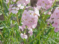 Rosa Weiß Stein Cress Blumensamen zur Aussaat leuchtend Blüten Traditionssorte & ohne Gentechnik Samen Hausgarten