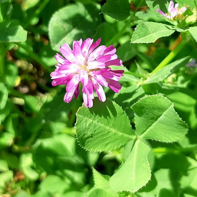 Traditionssorte Persian Clover Blumensamen zur Aussaat robust Sorte Traditionssorte & ohne Gentechnik Samen Hausgarten
