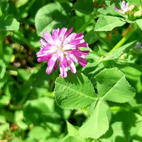 Traditionssorte Persian Clover Blumensamen zur Aussaat robust Sorte Traditionssorte & ohne Gentechnik Samen Hausgarten