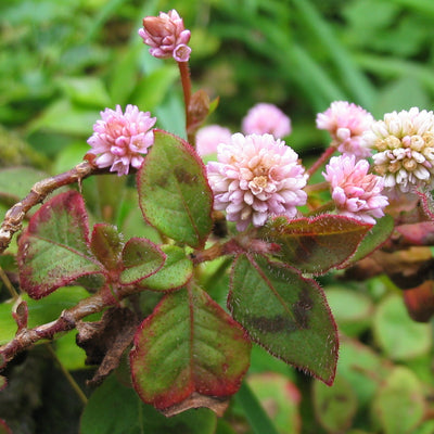 100 Stück