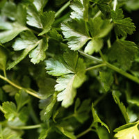 Petersilie Glattblatt Samen Petroselinum crispum