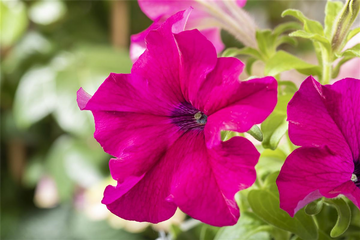 Rosa Violett hängend Petunie Blumensamen zur Aussaat Traditionssorte ohne Gentechnik Samen Garten Blüten
