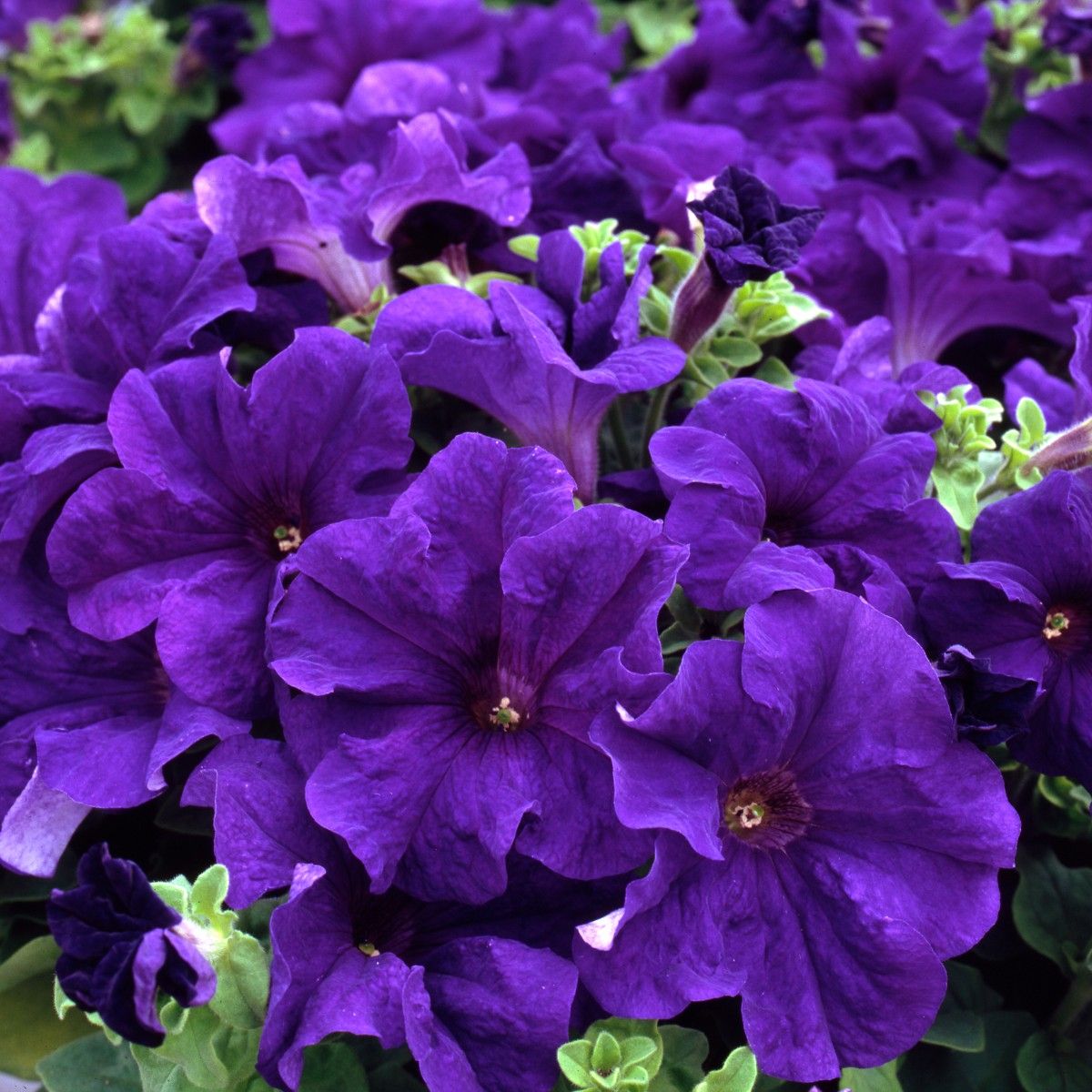 Blau petunia flowering samen for gardens