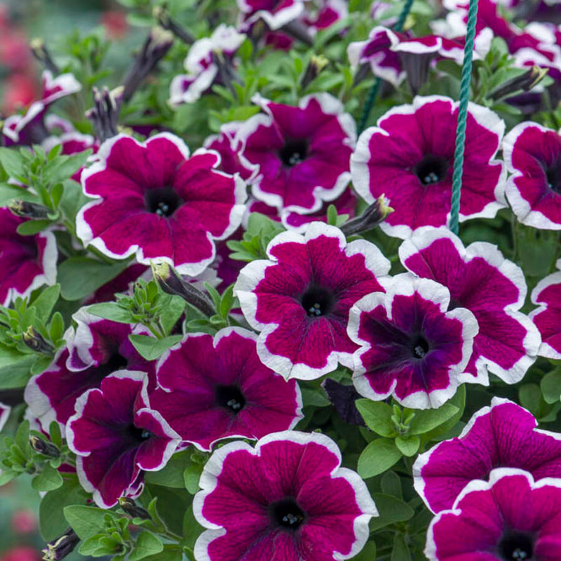 Thick Rosa & Weiß Petunie Blumensamen zur Aussaat Drought verträglich Traditionssorte & ohne Gentechnik Samen Hausgarten