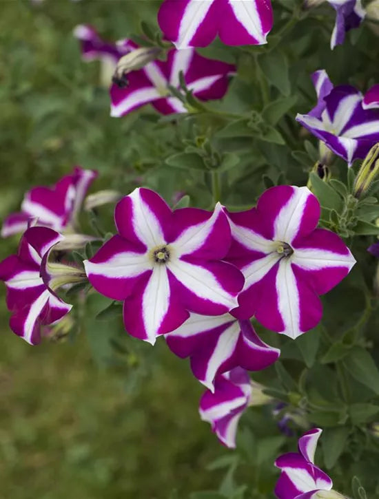 Cascadia Blumensamen zur Aussaat leuchtend Traditionssorte & ohne Gentechnik Samen Hausgarten