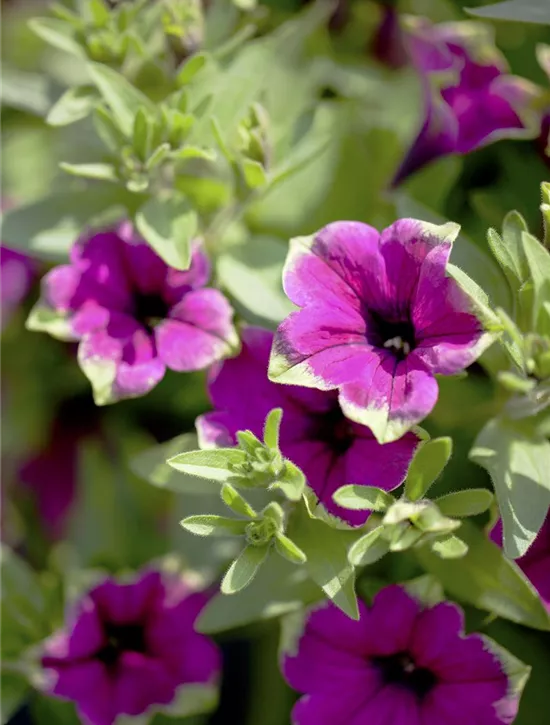 Cascadia Blumensamen zur Aussaat leuchtend Traditionssorte & ohne Gentechnik Samen Hausgarten
