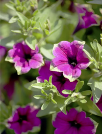 Cascadia Blumensamen zur Aussaat leuchtend Traditionssorte & ohne Gentechnik Samen Hausgarten