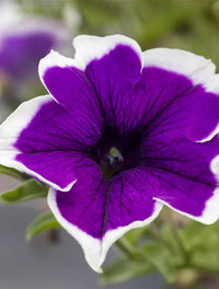 Cascadia Blumensamen zur Aussaat leuchtend Traditionssorte & ohne Gentechnik Samen Hausgarten
