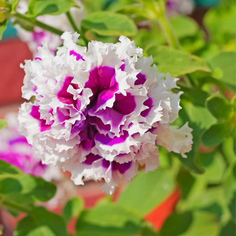 Traditionssorte Russian Petunie Blumensamen zur Aussaat pflegeleicht Traditionssorte & ohne Gentechnik Samen Hausgarten