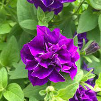 Double violet petunia flowering samen for gardens