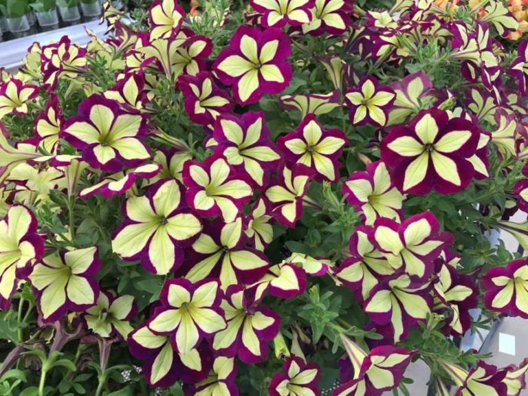 Gelb Violett Petunie Blumensamen zur Aussaat – saisonal Dauerblüher – Traditionssorte & ohne Gentechnik Samen Hausgarten