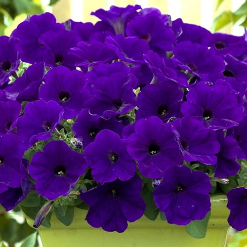 Non gmo blau petunia samen