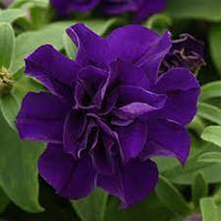 Non gmo double violet petunia samen